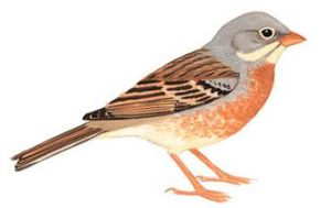 灰頸鵐土耳其亞種 灰頸鵐土耳其亞種