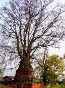 芒市塔包樹樹包塔