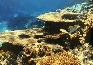 軟珊瑚目