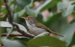 金頭縫葉鶯 金頭縫葉鶯