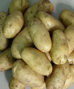 中薯13號 中薯13號