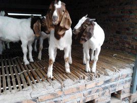 波爾山羊 波爾山羊