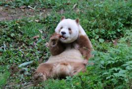 棕色大熊貓