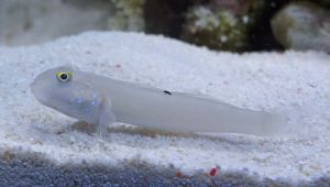 六點蝦虎 六點蝦虎