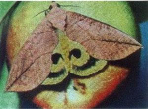 中帶薄夜蛾 中帶薄夜蛾