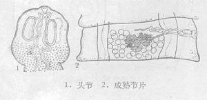 線描圖:四角瑞氏絛蟲