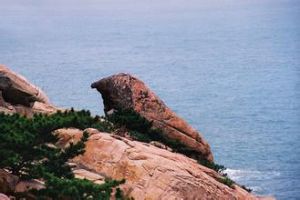 海獅石 海獅石