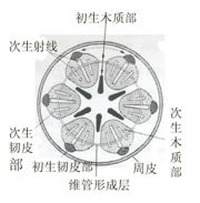 根的次生生長 根的次生生長