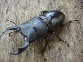 細角大鍬形蟲 細角大鍬形蟲