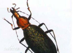 悅怠步甲 悅怠步甲