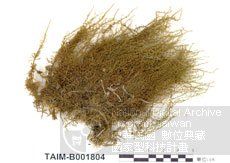 大葉濕原蘚 大葉濕原蘚