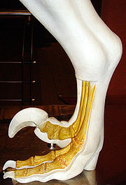 （圖）馳龍科的腳部構造模型