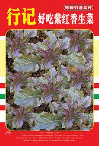 行記好吃紫紅香生菜
