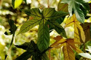 鈍葉樹棉 鈍葉樹棉