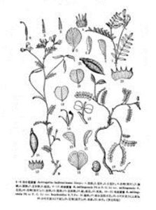 類毛柱黃耆(變種) 類毛柱黃耆(變種)