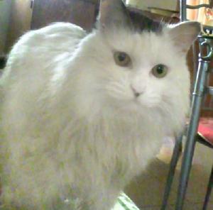 阿比西尼亞藍貓