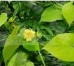 大苞赤瓟 大苞赤瓟