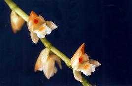 單葉石仙桃 單葉石仙桃