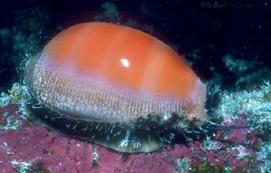 紫口寶螺 紫口寶螺