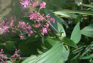 滇尖子木 滇尖子木