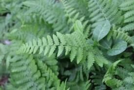 山東假蹄蓋蕨 山東假蹄蓋蕨