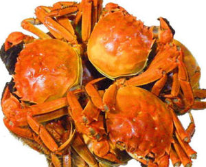 英式螃蟹 英式螃蟹