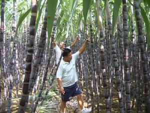 坡塘村[廣西南寧市橫縣百合鎮下轄村]