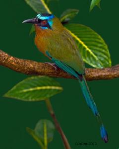 藍頂翠�瓜希拉半島亞種