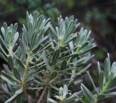 少絲毛瑞香 少絲毛瑞香