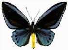 藍鳥翼鳳蝶