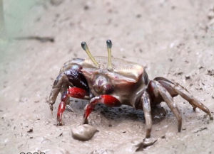 短柄紅眼招潮蟹 短柄紅眼招潮蟹