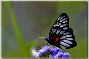 紅腋斑粉蝶