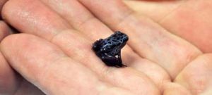 成年體藍色毒鏢蛙體長僅2.5厘米