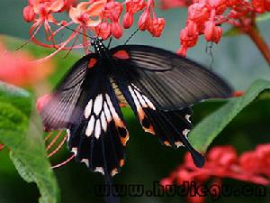 美鳳蝶
