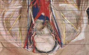 妊娠合併生殖器皰疹