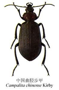 小氣步甲 小氣步甲