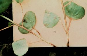 棉花立枯病 棉花立枯病