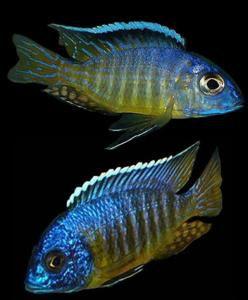 孔雀鯛魚 孔雀鯛魚