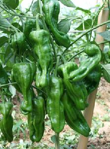 墨玉五號 墨玉五號