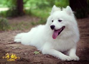 穿越OL代言狗“寶寶”