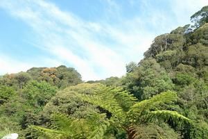 大圍山自然保護區風景