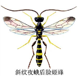 斜紋夜蛾盾臉姬蜂 斜紋夜蛾盾臉姬蜂