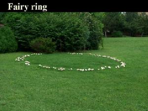 野生蘑菇圈-“仙人環”