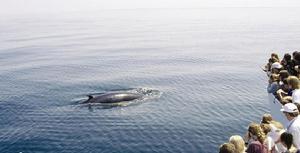 欣賞讓人驚心動魄的鯨魚表演