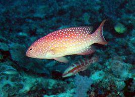 白邊側牙鱸 白邊側牙鱸