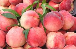 桃穆陽水蜜桃 桃穆陽水蜜桃