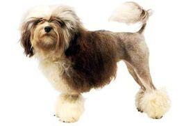 小型獅子犬 小型獅子犬