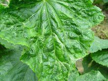 黃瓜病毒病危害的葉片