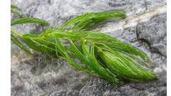 五刺金魚藻 五刺金魚藻