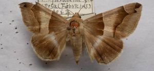 石榴巾夜蛾 石榴巾夜蛾